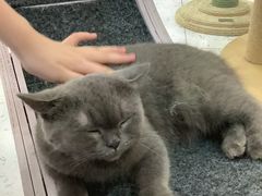 -喵园·猫主题咖啡厅·撸猫·猫咖(国贸店)