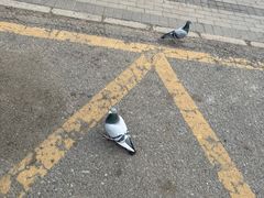 -望湖公园