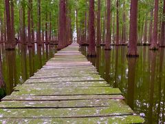 -渌洋湖湿地公园