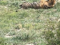 -新疆天山野生动物园