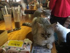 -more than meow吴止猫主题餐厅(承德 中船汇店)