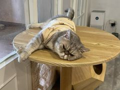-楼上猫咖(罗湖店)