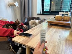 -楼上猫咖(罗湖店)