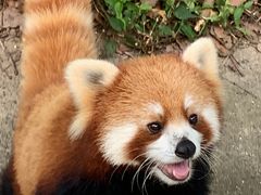 -合肥野生动物园