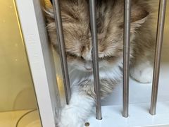 -十月米努特矮脚猫舍