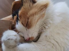 -有猫主题·治愈系猫咖(曾厝垵店)