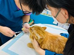 -康爱犬猫诊所·牙专科·骨外科·影像内科(丰宁店)