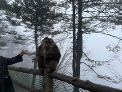 -峨眉山风景名胜区