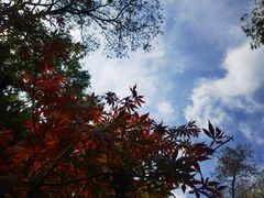 -竹子庵公园