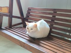 -豆逗聊愈猫阁Easy Life