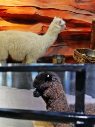 -酷嗒动物文化乐园(cutezoo西溪乐天城店)