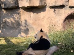 -上海野生动物园