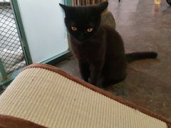 -喵屿·大理花园猫咖