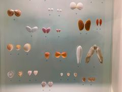 -青岛贝壳博物馆