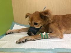 -美联众合动物医院·24h转诊中心