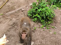 -黔灵山公园