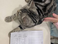 -福懋动物医院·犬猫全科·外科·重症科(杏林分院)