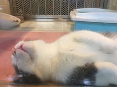 -1013 PET SHOP 宠物商店(近铁城市广场店)