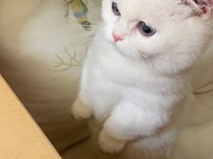 -欣宠猫屋·矮脚拿破仑·蓝金金渐层