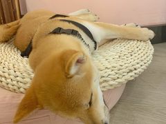 -浣熊柯尔鸭土拨鼠·电玩咖