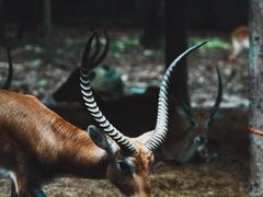 -清迈夜间动物园