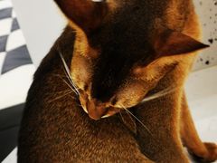 -喵园·猫主题咖啡厅·撸猫·猫咖(国贸店)