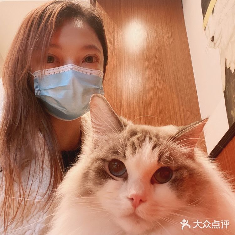 上海撸猫|这家猫咖也太解压了