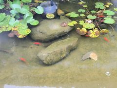 -蘇河湾·新鲁菜·泰山宴(泰山店)