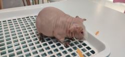 -Moni星球萌宠·小马宝莉·灵蛇·高端高阶全萌宠互动体验俱乐部(红豆国际广场店)