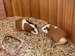 -海合安武汉极地海洋公园