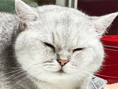 -关爱宠物医院·猫科中心·消化科(滨湖万达分院)