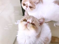 -东方名猫馆·英短金渐层布偶猫舍(环线广场1号楼店)