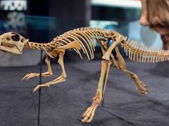 -墨尔本博物馆(Melbourne Museum)