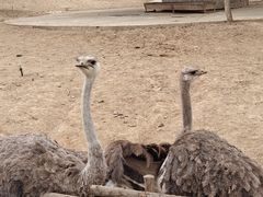 -石家庄市动物园