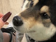 -柴迷FANS CLUB·柴犬狗咖·猫咖