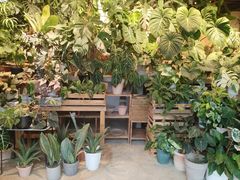 -自由生长植物工作室(深港花卉中心店)
