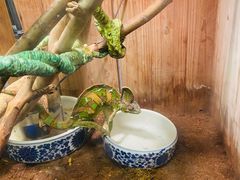 -上海大自然野生昆虫馆
