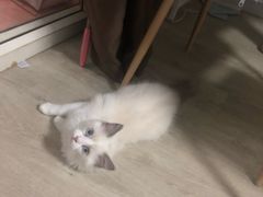 -东方名猫馆·英短金渐层布偶猫舍(环线广场1号楼店)