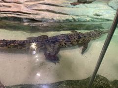 -正佳雨林生态植物园