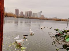 -莲花池公园