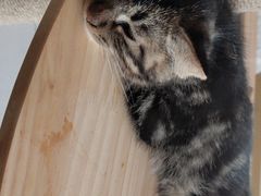 -平行世界·猫咖(首经贸店)