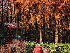 -上海海湾国家森林公园