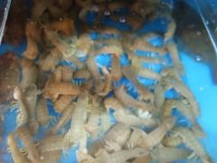 -宾朋海鲜特色美食餐厅·纯手工鲅鱼水饺(兴海路店)