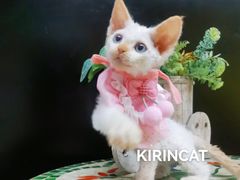 -70cat德文卷毛猫·缅因猫纯种猫舍