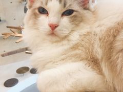 -飞行喵MR PILOT|猫舍·猫咖(静安大融城店)