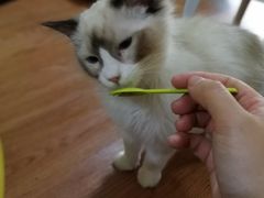 -李小姐の猫咖啡馆(五角场店)