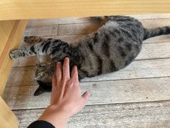 -猫的天空之城概念书店(丽江古城饮玉巷店)