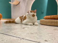-飞行喵MR PILOT|猫舍·猫咖(静安大融城店)