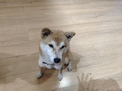 -是阿柴呀！柴犬咖啡·爱喵喵猫咖