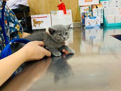 -瑞派名望24h动物医院异宠专科·猫专科·骨科·重症监护分院